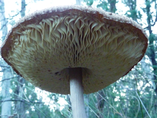 20 Giant fungus under which we all sheltered from the sun